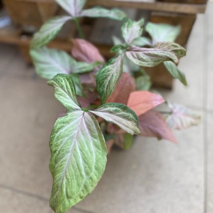 syngonium trileaf pink (6).jpg