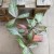 syngonium trileaf pink (1).jpg