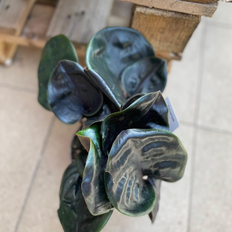 Geogenanthus Midnight Pearl - ciliatus (2).jpg