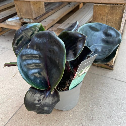 Geogenanthus Midnight Pearl - ciliatus (3).jpg