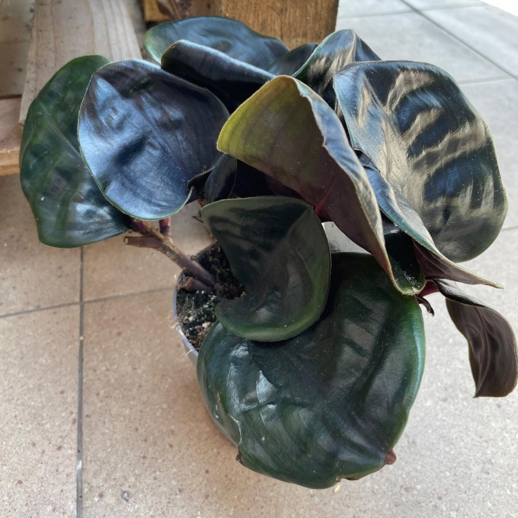 Geogenanthus Midnight Pearl - ciliatus (6).jpg