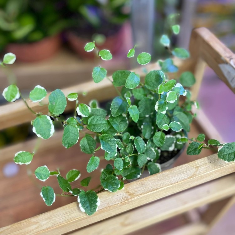 fikus pnący ficus pumila ' (1).jpg