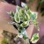 epipremnum njoy (2).jpg