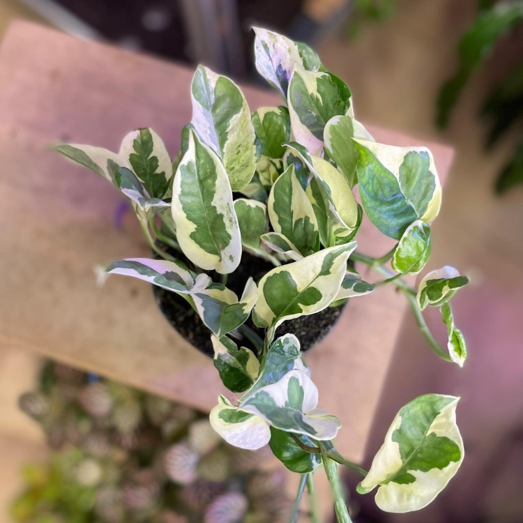 epipremnum njoy (2).jpg
