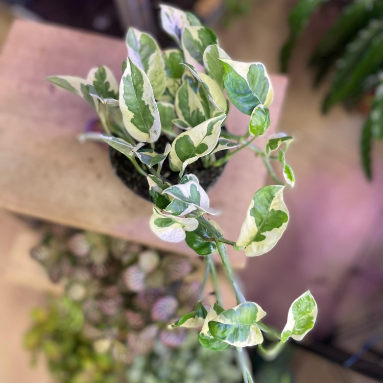 epipremnum njoy (3).jpg