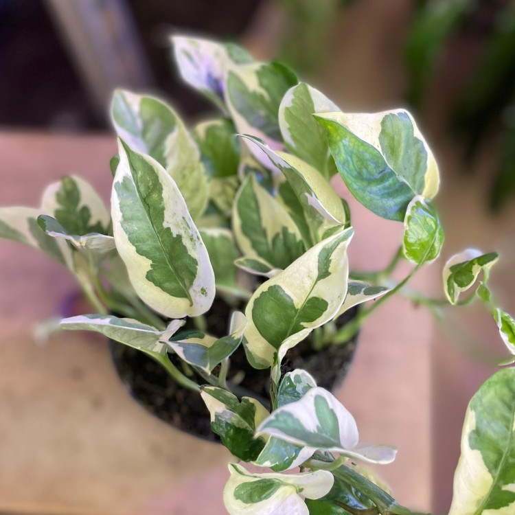 epipremnum njoy (1).jpg