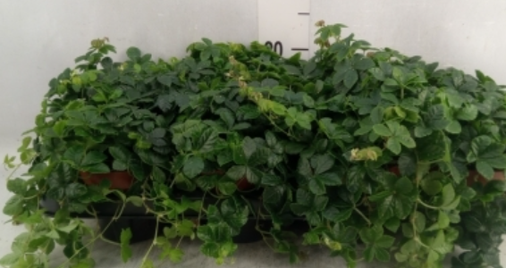 Zrzut ekranu 2023-10-01 193955.png