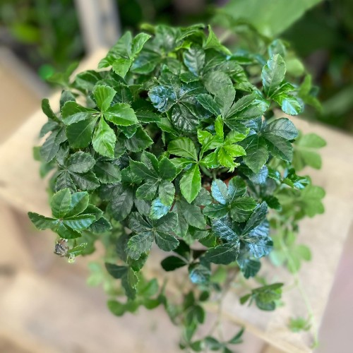 parthenocissus inserta (1).jpg