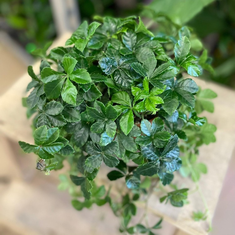 parthenocissus inserta (1).jpg