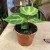 anthurium silver blush (2).jpg