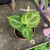 anthurium silver blush (3).jpg