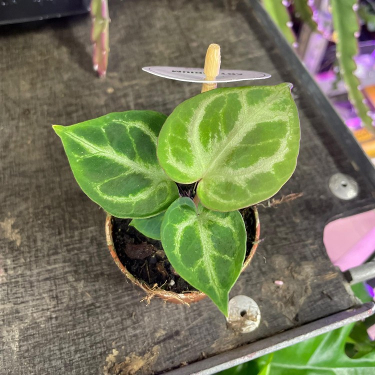 anthurium silver blush (3).jpg