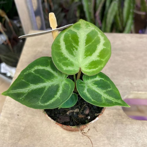 anthurium silver blush (4).jpg