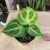 anthurium silver blush (4).jpg