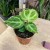 anthurium silver blush (1).jpg