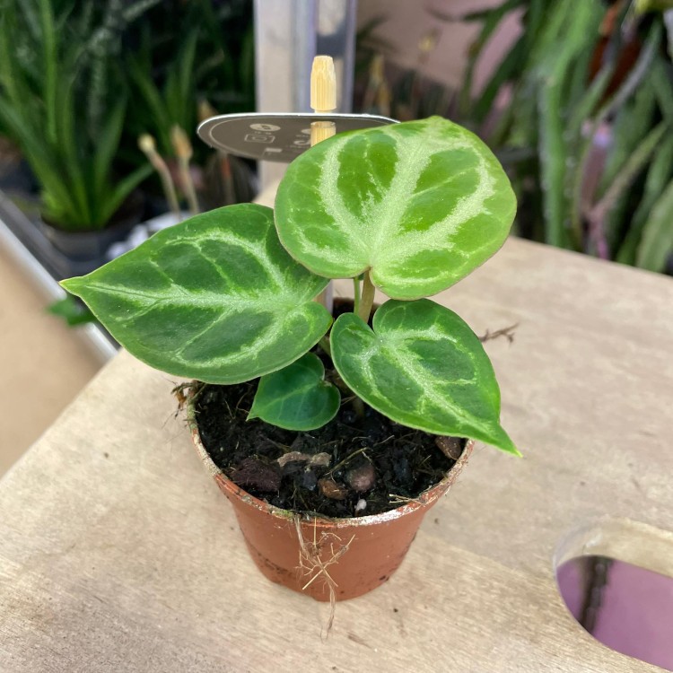 anthurium silver blush (1).jpg