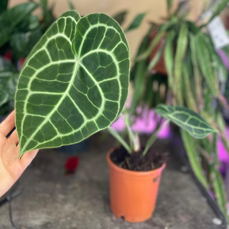 anthurium clarinervium (2).jpg