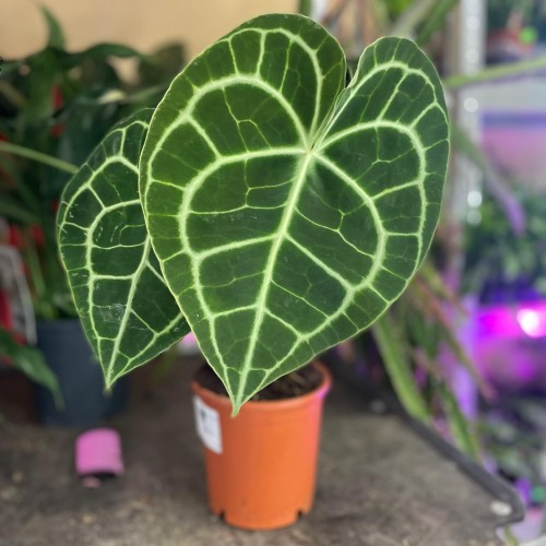 anthurium clarinervium (3).jpg