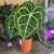 anthurium clarinervium (3).jpg