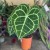 anthurium clarinervium (1).jpg