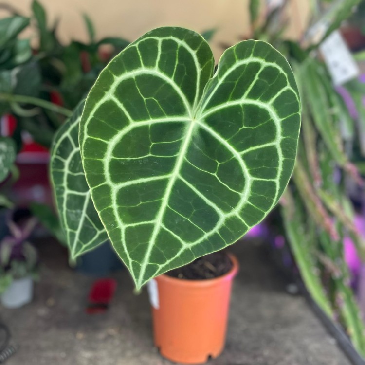 anthurium clarinervium (1).jpg