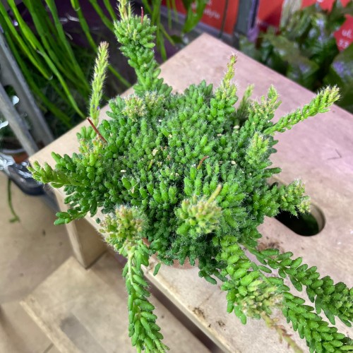 rhipsalis patyczak mesembryanthemoides (2).jpg