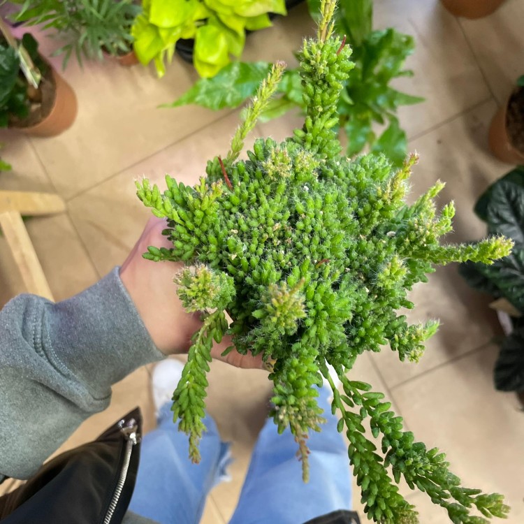 rhipsalis patyczak mesembryanthemoides (4).jpg
