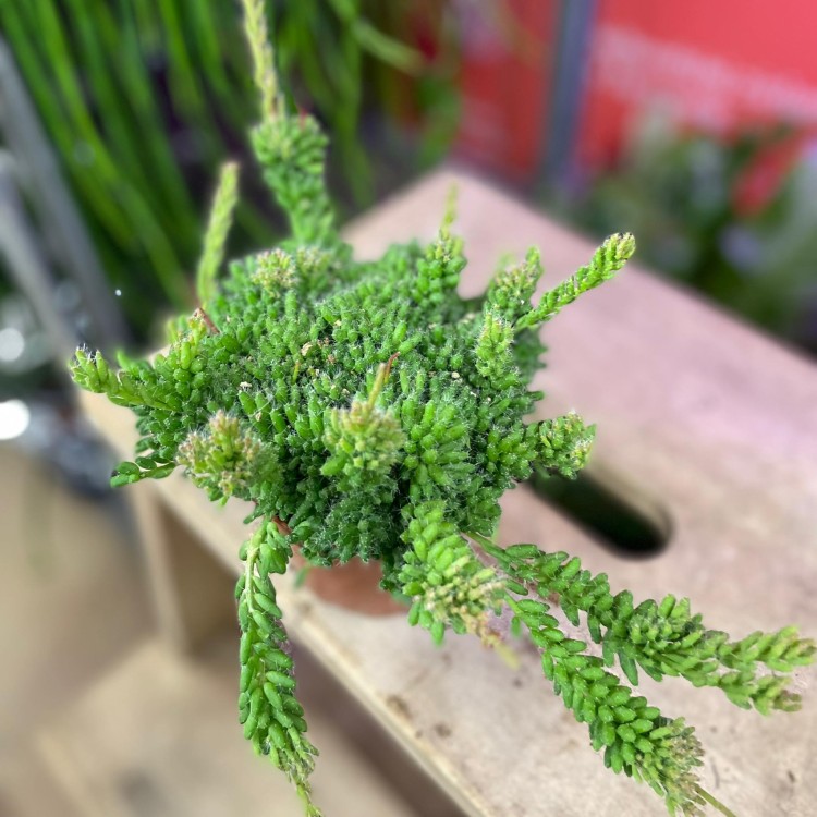 rhipsalis patyczak mesembryanthemoides (1).jpg