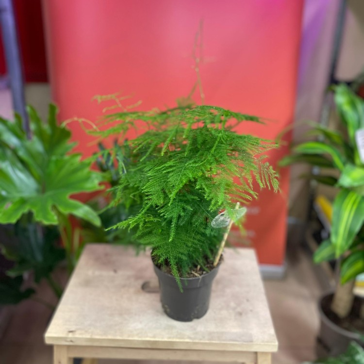 szparag pierzasty asparagus setaceus  (2).jpg