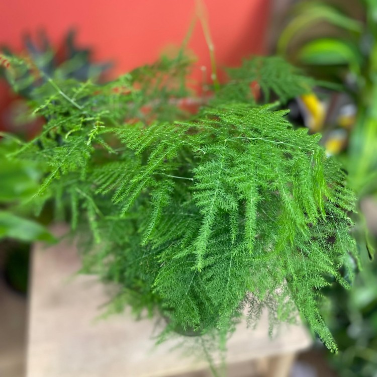 szparag pierzasty asparagus setaceus  (4).jpg