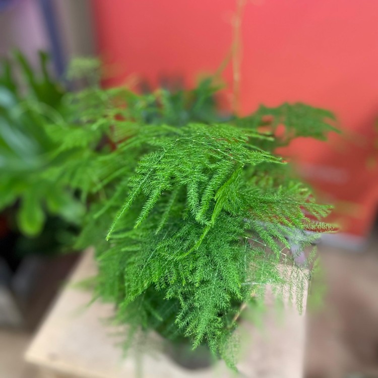 szparag pierzasty asparagus setaceus  (5).jpg