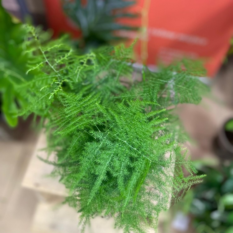 szparag pierzasty asparagus setaceus  (6).jpg