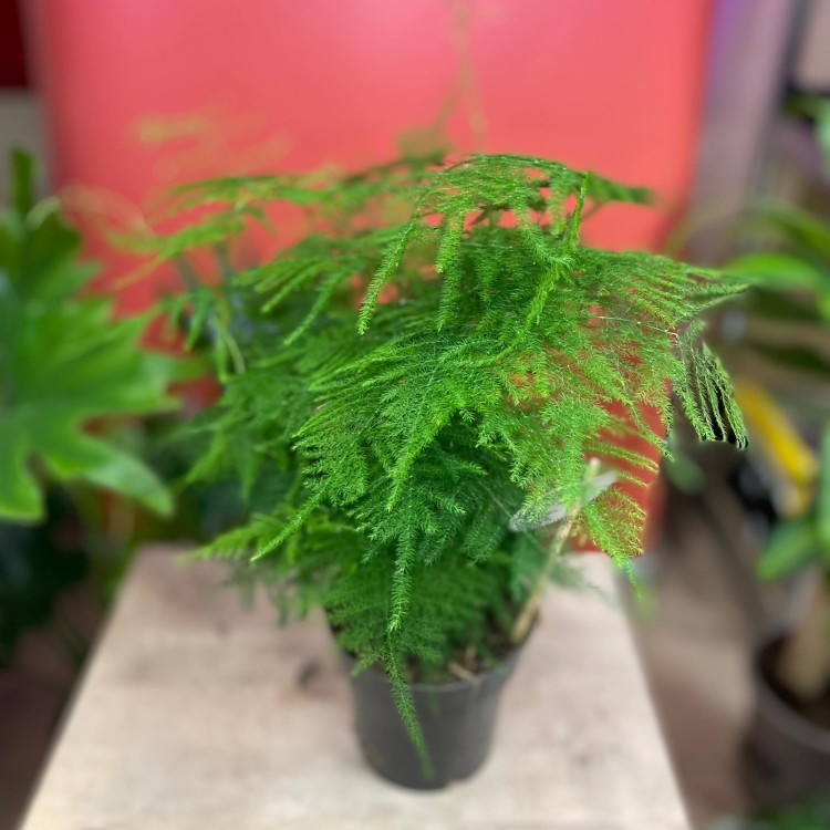 szparag pierzasty asparagus setaceus  (1).jpg