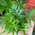 Doryopteris pedata paproć  (2).jpg