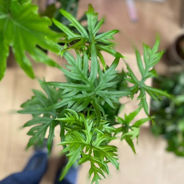 Doryopteris pedata paproć  (4).jpg