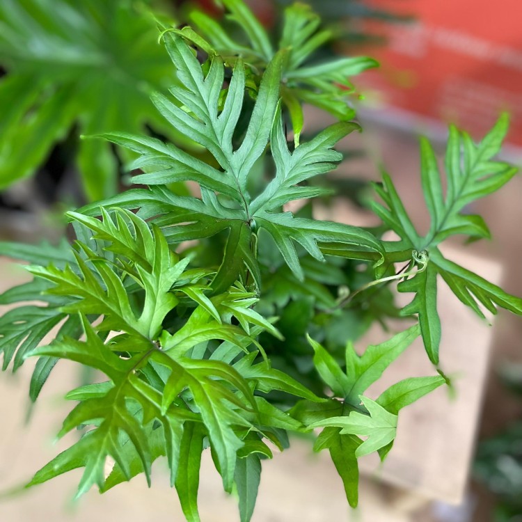Doryopteris pedata paproć  (1).jpg