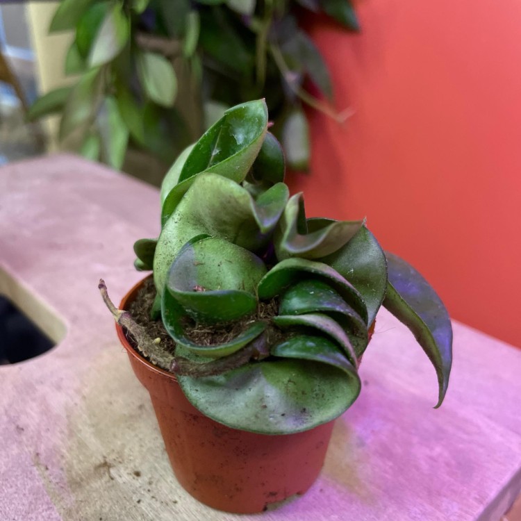 hoya carnosa compacta | hoja
