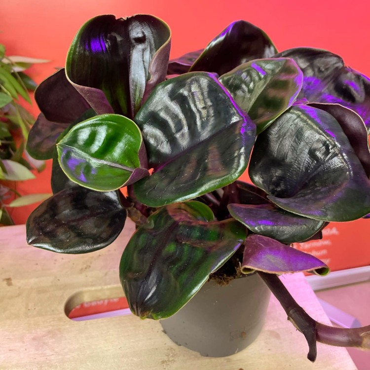 Geogenanthus Midnight Pearl (2).jpg