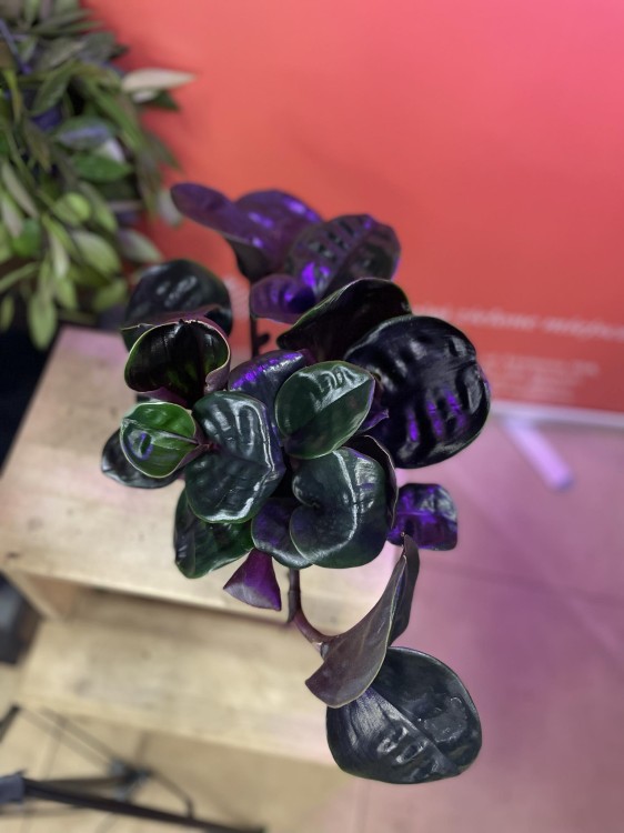 Geogenanthus Midnight Pearl (3).jpg