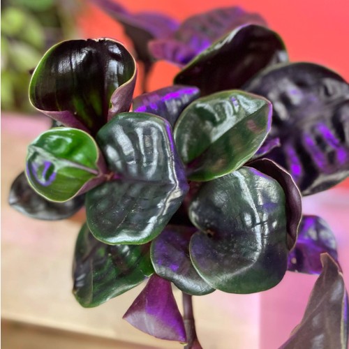 Geogenanthus Midnight Pearl (4).jpg