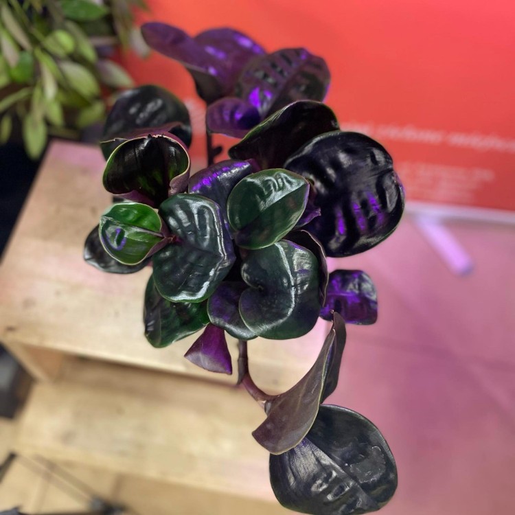 Geogenanthus Midnight Pearl (5).jpg