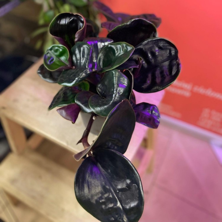 Geogenanthus Midnight Pearl (1).jpg