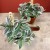 Trzykrotka tradescantia trzykrotka albovittata (6).jpg