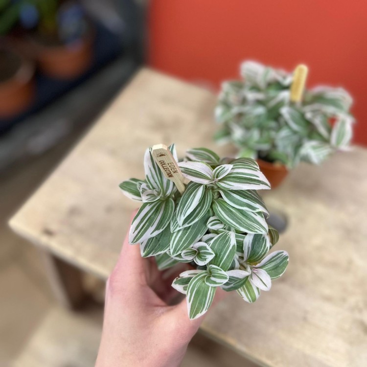 Trzykrotka tradescantia trzykrotka albovittata (7).jpg