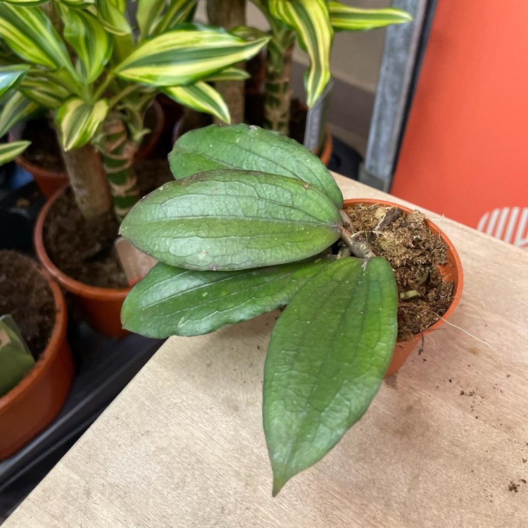 Hoya erythrina  (2).jpg