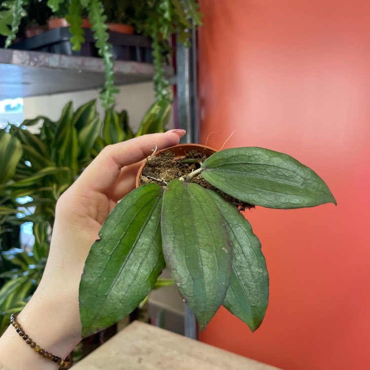 Hoya erythrina  (5).jpg