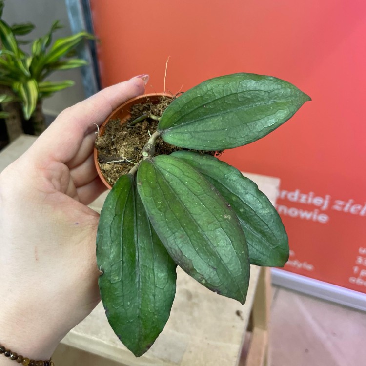 Hoya erythrina  (1).jpg
