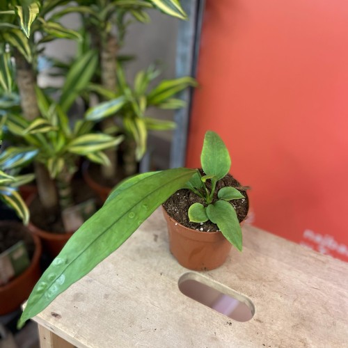 anthurium vittarifolium (2).jpg