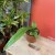 anthurium vittarifolium (2).jpg