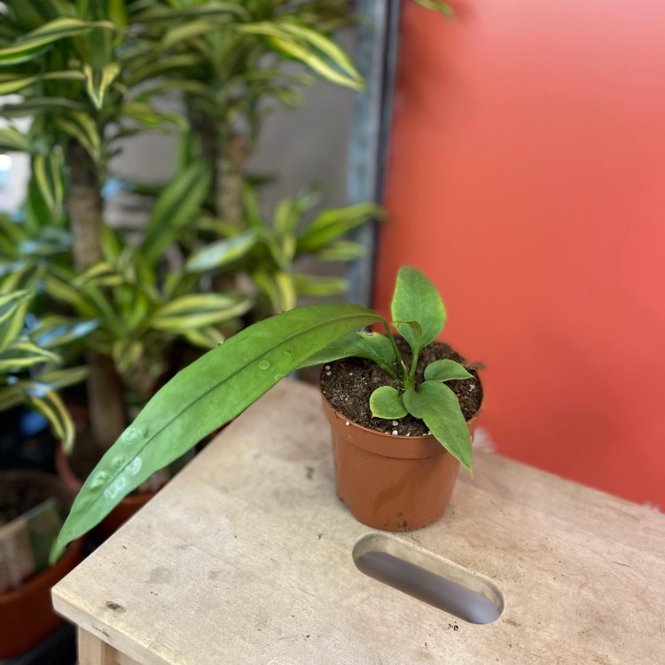 anthurium vittarifolium (3).jpg